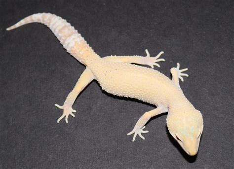Leopard Gecko Albino Morphs Rainwater Albino Archives Geckos Etc.