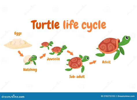 Sea Turtle Life Cycle Infographic. Educational Marine Animal For ...