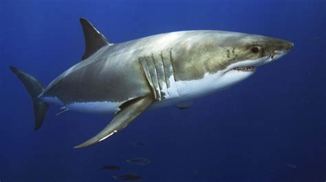 Galapagos Shark - Facts, Habitat, Diet, Life Cycle, Pictures