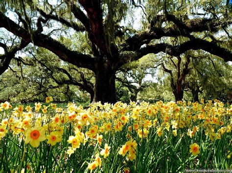 Image result for Spring Awakening Full Performance