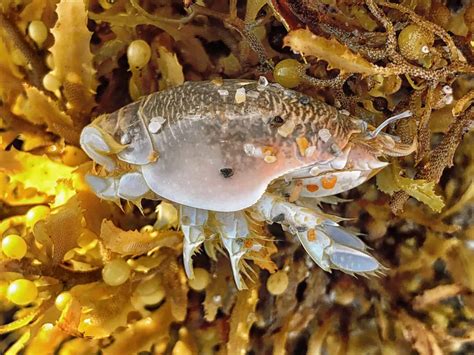 Jumbo Sand Fleas: Where (And How) To Find Them? - A-Z Animals