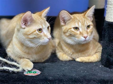 Cat Lounge - O’Malley Alley Cat Rescue