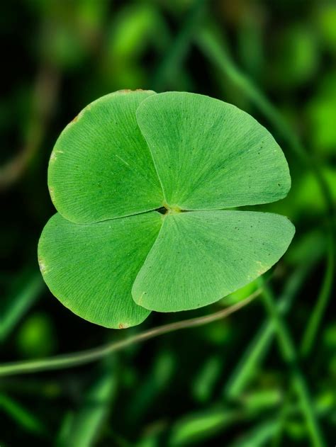 Shallow Focus Photography Of Four Leaf Clover · Free Stock Photo