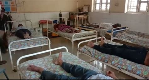 Poisonous bees strike at wheat harvesters in Zarpara area of Dhari ...