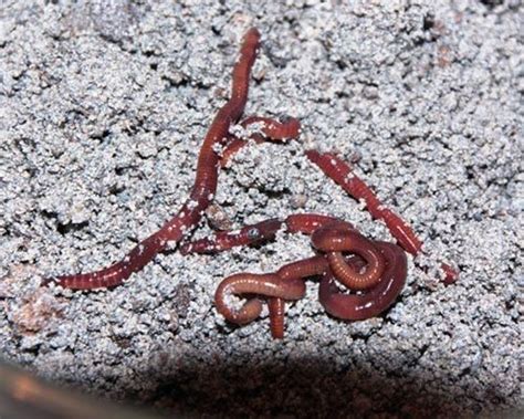 Earthworm Reproduction Test in Ghaziabad India