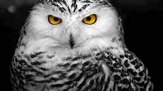 Snowy Owl Wallpaper Iphone by Snowy Owl Wallpaper Hd Wallpapersafari Snowy Owl Wallpaper Iphone