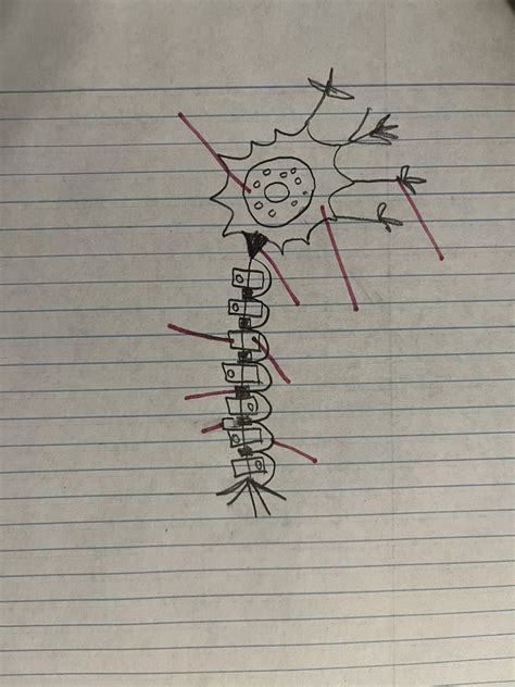 Labelling a Neuron 的图像结果