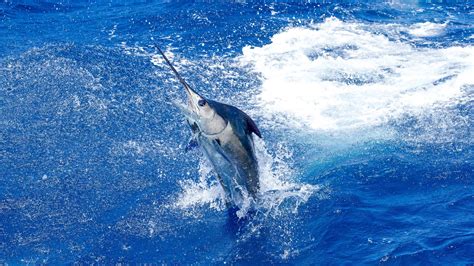 Discover The Largest Blue Marlin Ever Caught in Louisiana - A-Z Animals