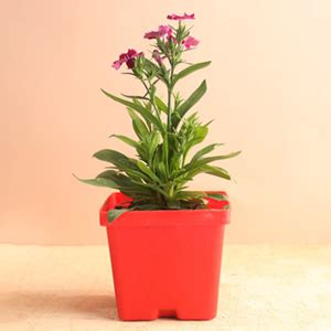 Buy Plants Online Mau | Best Plant Nursery in Mau - Giftalove
