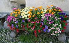 sfondo a fiori sfondi per desktop i fiori sfondo 024 sfondo a fiori sfondi per desktop i fiori sfondo 024