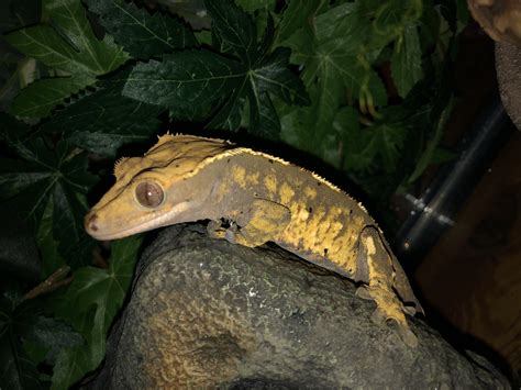 Unknown Crested Gecko Morph - Crested Geckos - MorphMarket Reptile ...
