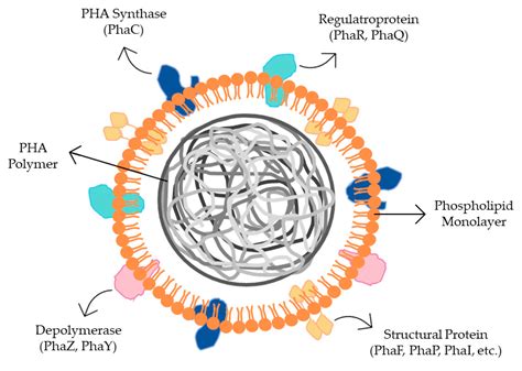 The Role of Bacterial Polyhydroalkanoate (PHA) in a Sustainable Future ...