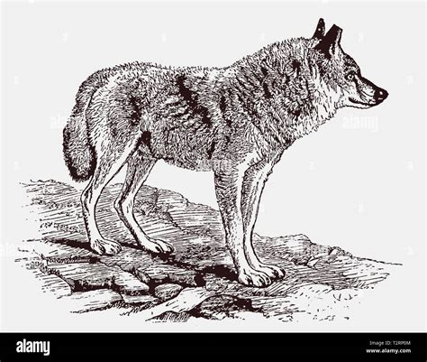 Indian wolf (canis lupus pallipes) standing in a rocky landscape ...