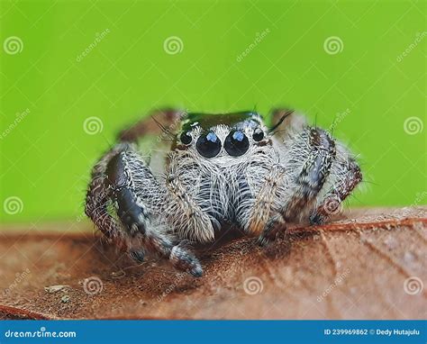A Close Up Face of Jumping Spider Was Captured in My Garden. Stock ...