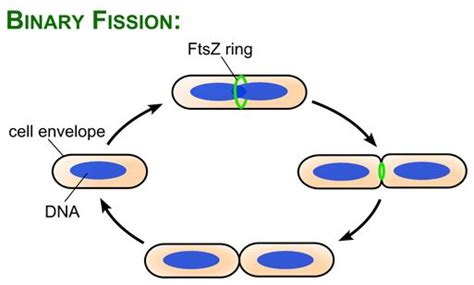 Image result for Binary Fission Examples