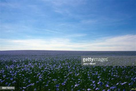 Image result for Linseed Field