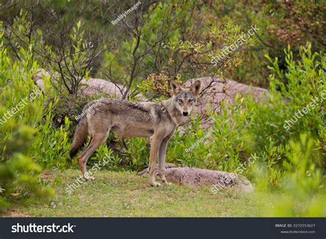 Indian Wolf Canis Lupus Pallipes Female Stock Photo 2272553627 ...