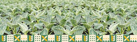 UGALOO Philodendron Birkin-White Wave Air Purifier Plant (Pack of 1 ...