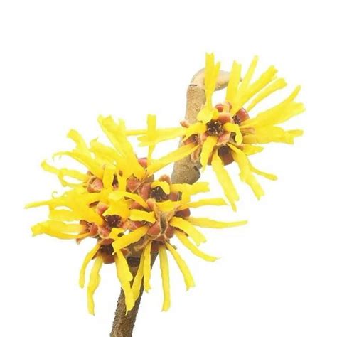 Buy Certified Organic Steam Distilled Witch Hazel Hydrosol Floral Water ...