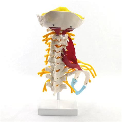 Buy WWJJLL Human Cervical Spine Anatomy Model, Cervical Spine with ...