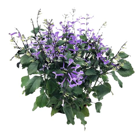 Plectranthus Mona Lavender - Thai Garden Design