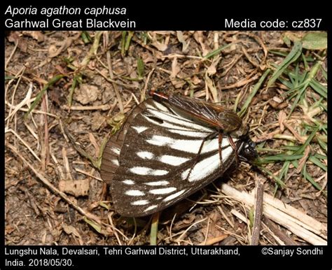 Aporia agathon | Butterfly