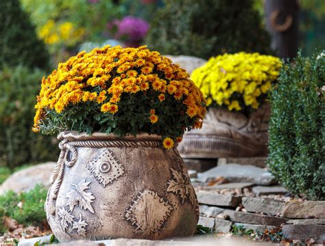 How to Grow Mums In Containers - Backyard Boss