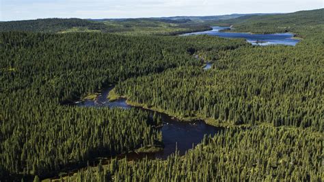 Boreal Forest Wallpapers - Top Free Boreal Forest Backgrounds - WallpaperAccess