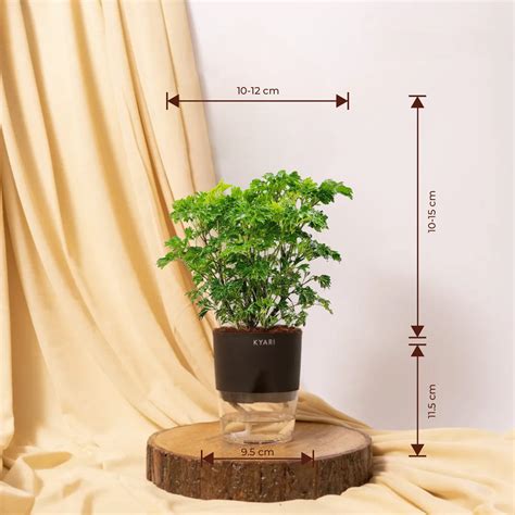 Buy Aralia Green Plant with Self Watering Pot | Kyari – Kyari.co