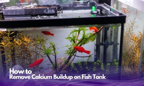 Image result for External Fish Filter Calcium Buildup