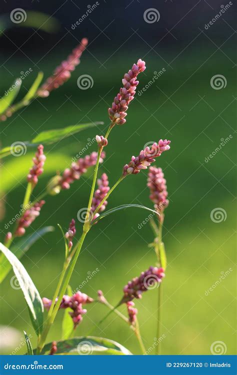 Persicaria Maculosa. Common Names Lady`s Thumb, Spotted Lady`s Stock Photography | CartoonDealer ...