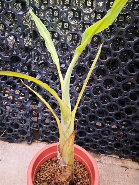 Image result for Blue Java Ice Cream Banana