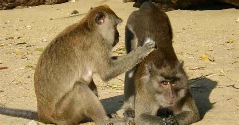 Primate Behavior 的图像结果