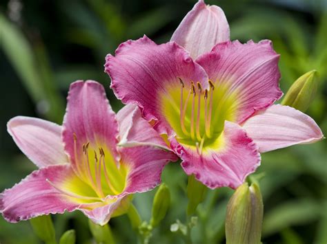 What Different Flowers Mean for Mother's Day