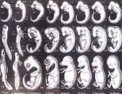 胚胎多核化(MNC)与多胎妊娠-遗传优生网