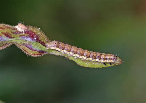 Insect Pests