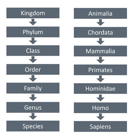 science-resources - Kingdoms and classifications