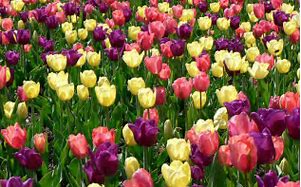 Image result for Silk Spring Flowers