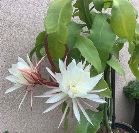 Queen of the Night | Epiphyllum Oxypetalum | Night Blooming Cereus ...