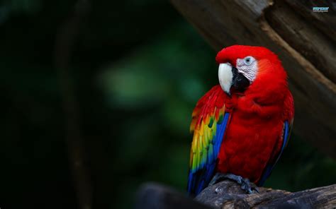 Scarlet macaw wallpaper | 1920x1200 | #14147