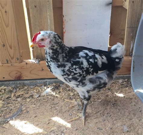Mottled Java!! | Page 5 | BackYard Chickens - Learn How to Raise Chickens