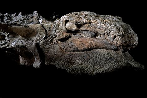 This Dinosaur Is the 'Most Impressive Fossil' We've Ever Seen ...