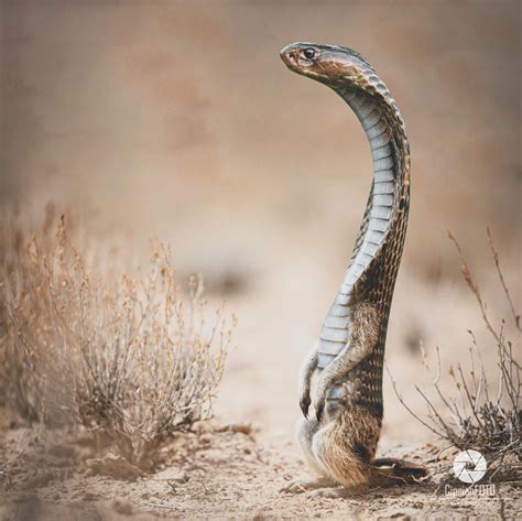 Image result for 2 Animals Photoshop Tutorial