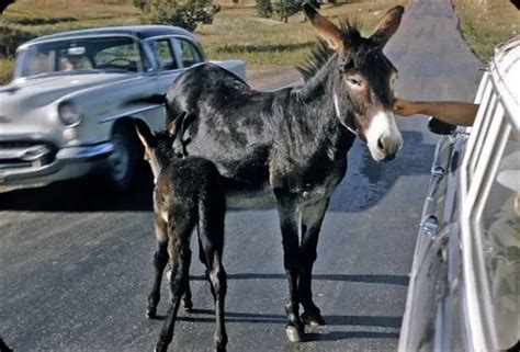 Image result for 1950 Colorized