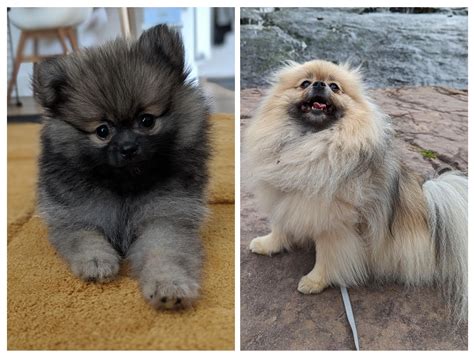 Wolf Sable Pomeranian Wolf Sable Pomeranian Puppies For Sale