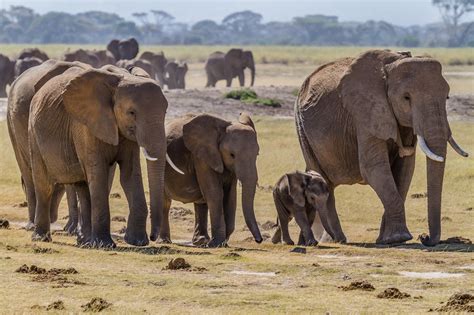 Free photo: Group of Elephants - Africa, Animal, Elephant - Free ...