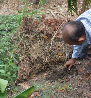Basic Principles of CBNF | Girveda – Sustainable Cow-Based Farming