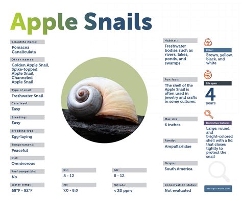 Apple Snail - The Snail That Is Famous As The Fruit