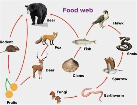 D Stata Date. Page- Assertion - Food web provided alternative predation ...