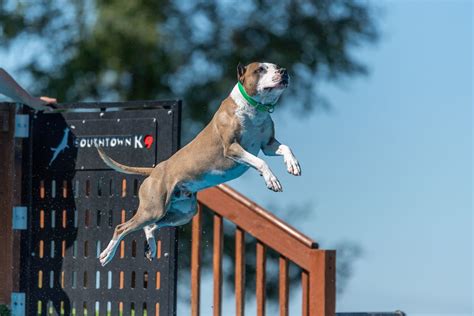 UKC/SRS Dock Jumping - Southtown Season Shutdown, Southtown K9, Rock ...